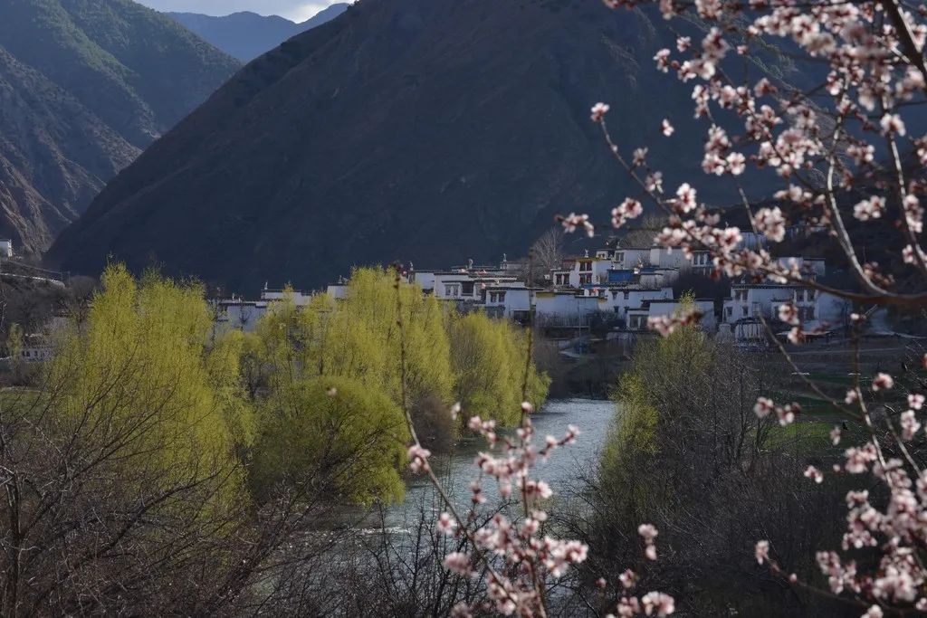 得荣桃花开:绽放出春天最美的模样